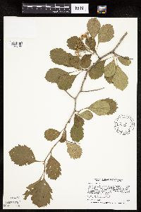 Crataegus punctata image