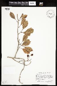 Crataegus punctata image