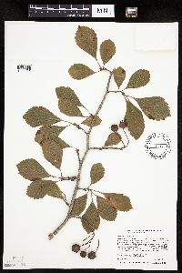 Crataegus punctata image
