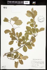 Crataegus punctata image