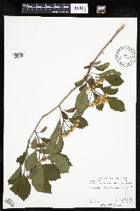 Crataegus punctata image