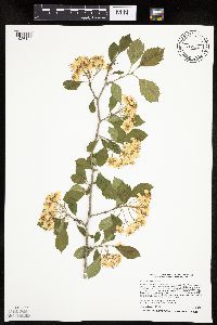 Crataegus punctata image