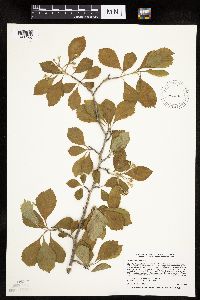Crataegus punctata image