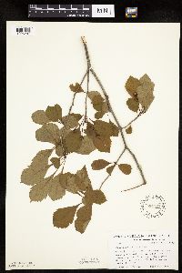 Crataegus punctata image