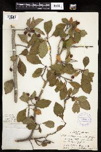 Crataegus punctata image