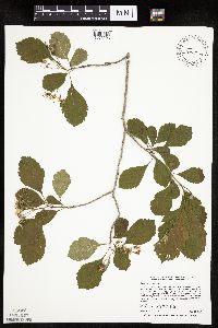 Crataegus punctata image