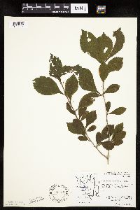 Crataegus punctata image