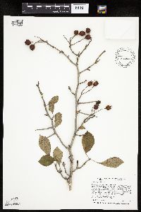 Crataegus punctata image