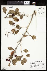 Crataegus punctata image
