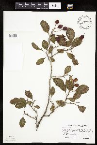 Crataegus punctata image