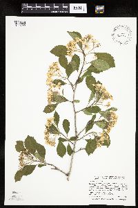 Crataegus punctata image
