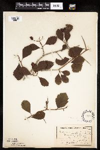 Crataegus punctata image
