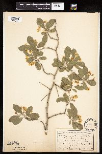 Crataegus punctata image