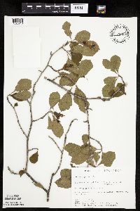 Crataegus punctata image