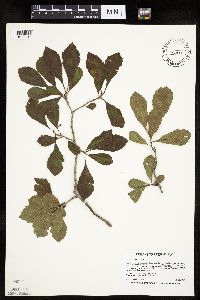 Crataegus punctata image