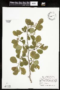 Crataegus punctata image