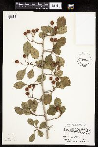 Crataegus punctata image