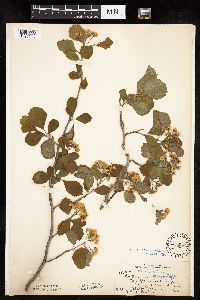 Crataegus punctata image