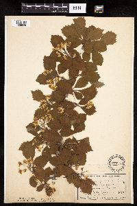 Crataegus punctata image