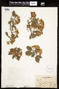 Crataegus punctata image