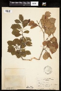 Crataegus punctata image