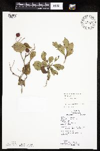 Crataegus punctata image