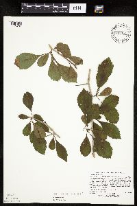 Crataegus punctata image