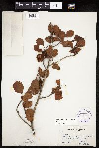 Crataegus punctata image