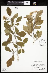 Crataegus punctata image