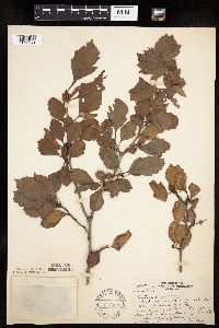 Crataegus punctata image