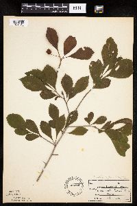 Crataegus punctata image
