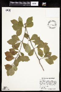 Crataegus punctata image