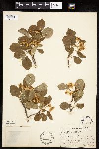 Crataegus punctata image