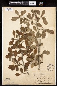 Crataegus punctata image