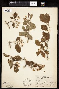 Crataegus punctata image