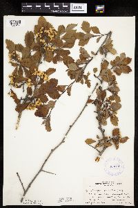 Crataegus punctata image