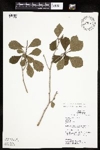 Crataegus punctata image