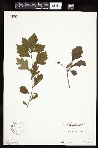 Crataegus punctata image