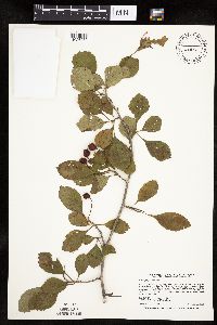 Crataegus punctata image