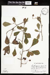 Crataegus punctata image