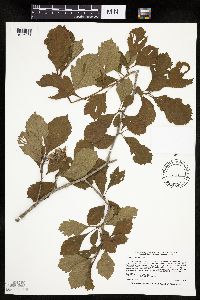 Crataegus punctata image
