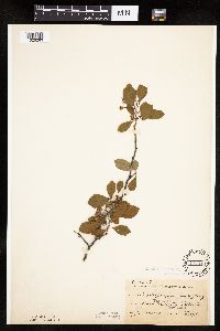 Crataegus punctata image