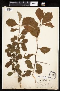 Crataegus punctata image