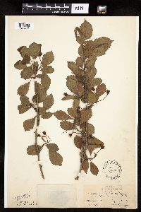 Crataegus punctata image
