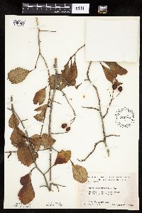 Crataegus punctata image