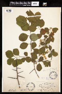 Crataegus punctata image