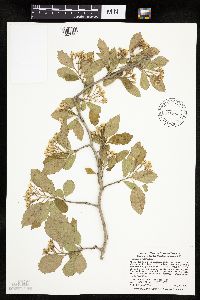 Crataegus punctata image
