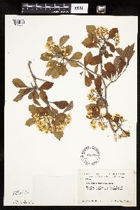 Crataegus punctata image