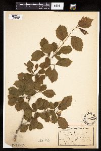 Crataegus punctata image
