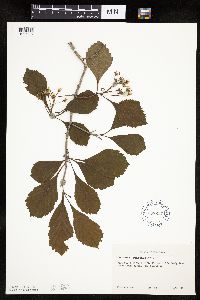 Crataegus punctata image